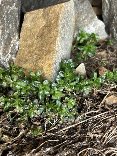 Draba serpentina