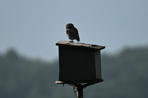 Little Owl, Nijmegen-Oost, Nijmegen, Netherlands, photo 6 of 10