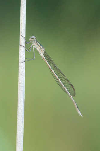 Siberian Winter Damsel