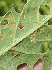 Puccinia convolvuli