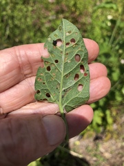 Puccinia convolvuli
