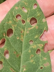 Puccinia convolvuli