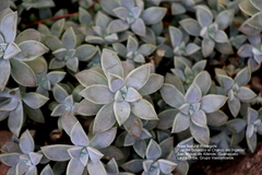 Graptopetalum