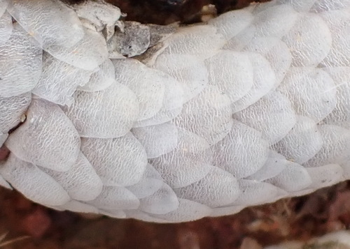 Anacampseros papyracea (Anacampseros papyracea)
