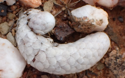 Image of Anacampseros papyracea by (c) Nicola van Berkel, some rights reserved (CC BY-SA)