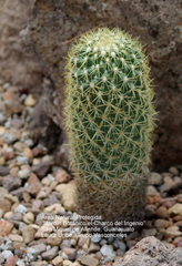 Coryphantha glassii