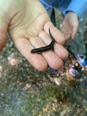 Desmognathus brimleyorum