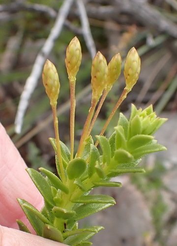 Image of Oedera resinifera by (c) Nicola van Berkel, some rights reserved (CC BY-SA)