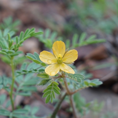 Image of Kallstroemia parviflora by (c) Andrew Tree, some rights reserved (CC BY)