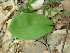 Clintonia borealis