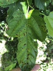 Cercospora moricola