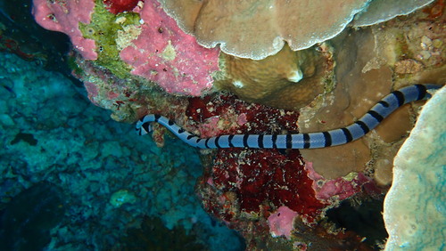 Yellow-lipped Sea Krait — seen at this dive site