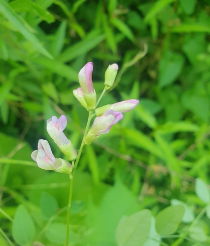 Great Wood-vetch (Vicia dumetorum)
