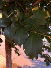 Ulmus