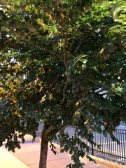 Ulmus