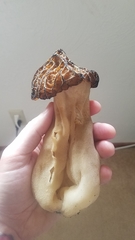 Morchella populiphila