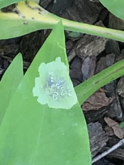Calycomyza promissa