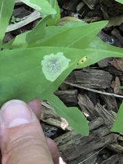 Calycomyza promissa