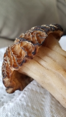 Morchella populiphila