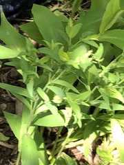 Calycomyza promissa