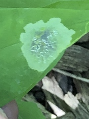 Calycomyza promissa