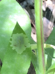 Calycomyza promissa