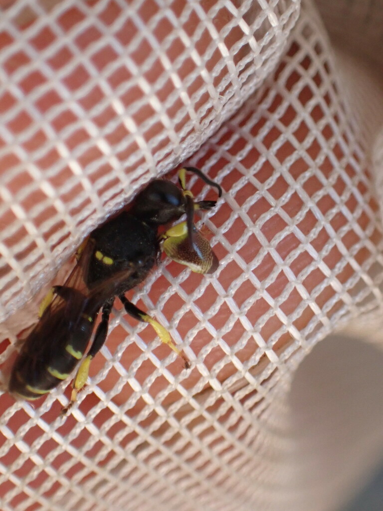 Crabro pleuralis