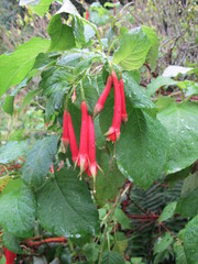Fuchsia fulgens