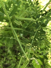 Poecilocapsus lineatus