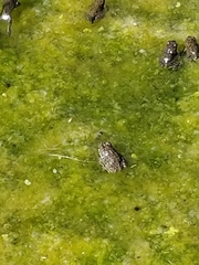 Anaxyrus boreas