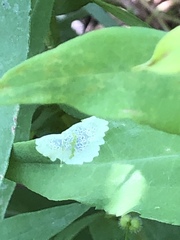 Calycomyza promissa