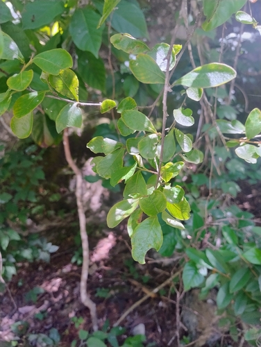 Gymnopodium floribundum, photograph 4