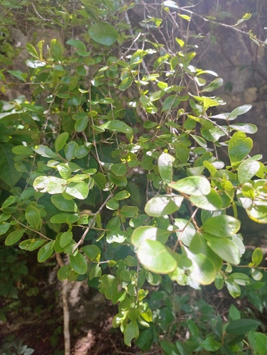 Gymnopodium floribundum, photograph 6