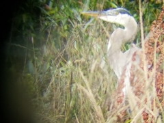 Ardea herodias