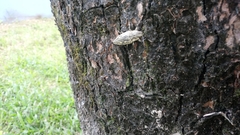 Chrysochroinae