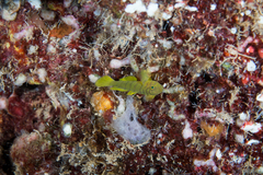 Golden Green Goby photo 4