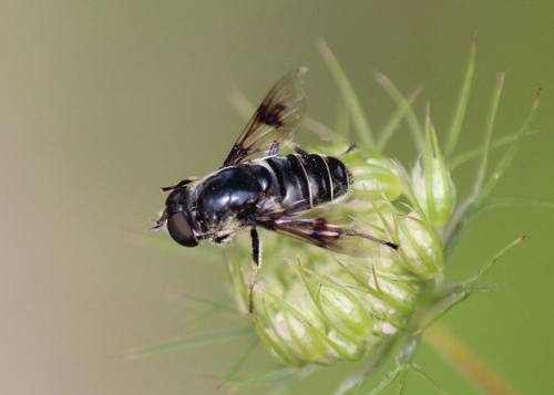 Blue-polished Drone Fly photo 5