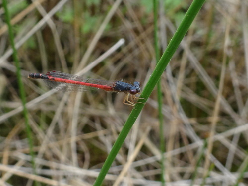 Eastern Red Damsel photo 5