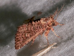 Callopistria granitosa