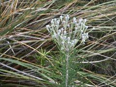 Vernonia lindheimeri