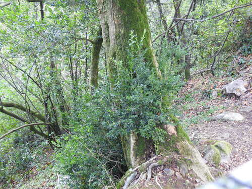 Buxus sempervirens