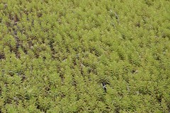 Myriophyllum robustum