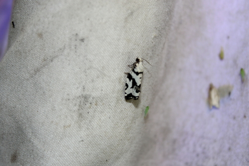 Boldly-marked Archips Moth photo 5