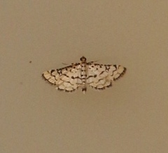 Hileithia rehamalis
