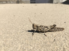 Schistocerca interrita