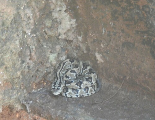 Yucatán Neotropical Rattlesnake