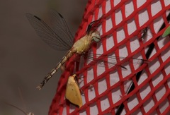 Erythrodiplax minuscula