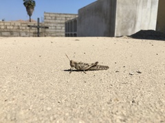 Schistocerca interrita