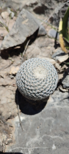 Epithelantha greggii