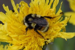 Bombus bifarius